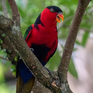 Black-capped Lory (Lorius lorius erythrothorax)