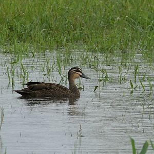 Pacific Black Duck