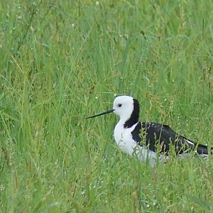 Pied Stilt