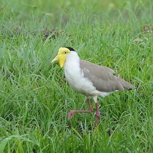 Masked Lapwing