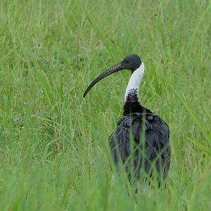 Straw-necked Ibis