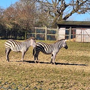 Zebras