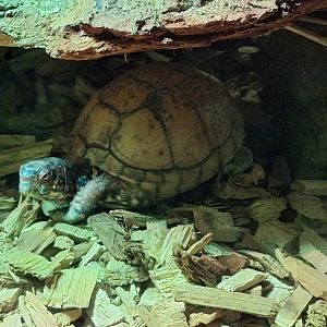 Eastern Box Turtle