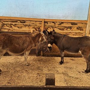 Donkeys