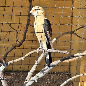 Yellow-headed Caracara