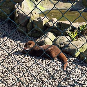 Asian Small-clawed Otter