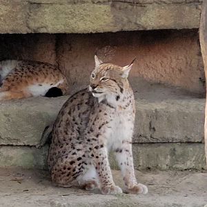 Eurasian Lynx