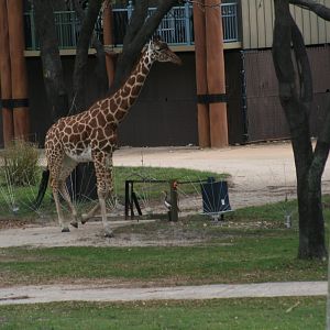 Giraffe & Egyptian Geese (2/16/25)
