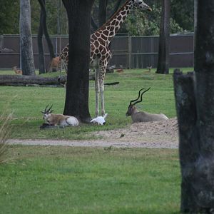 addax with calf, giraffe, Common Eland, Impala, Wild White Ibis, Wild Red Shouldered Hawk