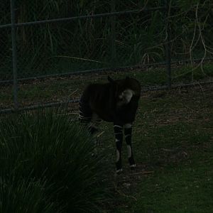 Okapi outside my room