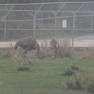 Ostrich & Lesser Kudu