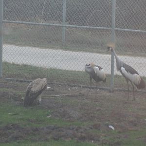 Grey Crowned Cranes and Rupel's Griffon Vulture