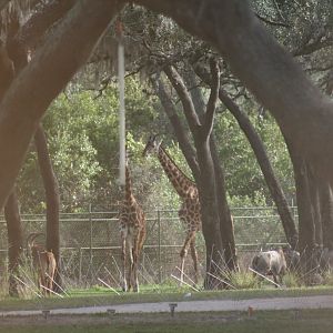 Giraffe, Roan Antelope, Blue Wildebeest