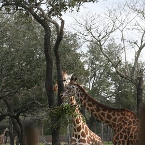 Giraffes (2/16/25)