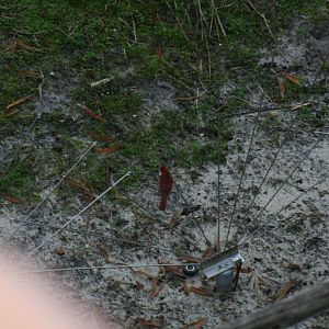 Wild Norther Cardinal(2/16/25)