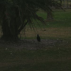 Abyssinian Ground Hornbill(2/16/25)