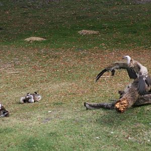 Ruppel's Griffion (2/16/25)