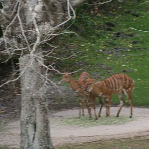 Nyala(2/16/25)