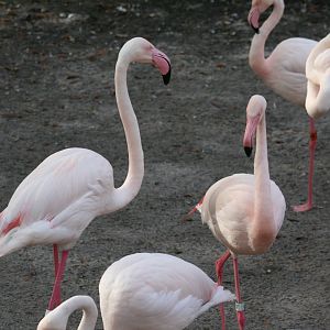 Greater Flamingo