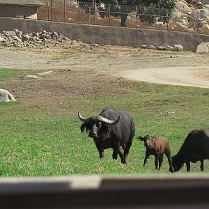 Cape Buffalo(8/23/2024)