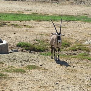 Gemsbok(8/23/2024)
