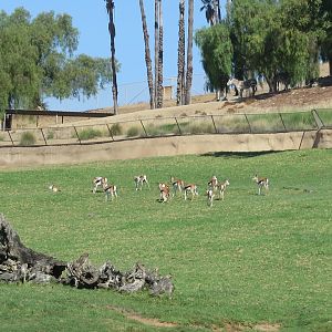 Springbok Herd (8/23/2024)