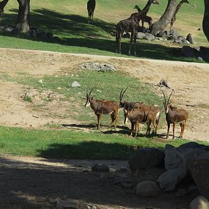 Sable Antelope, Giraffe in Background