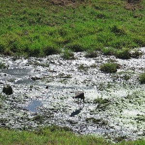 Wild White Faced Ibis