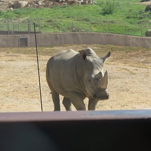 Southern White Rhino(8/23/2024)