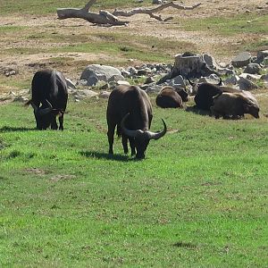 Cape Buffalo Herd(8/23/2024)