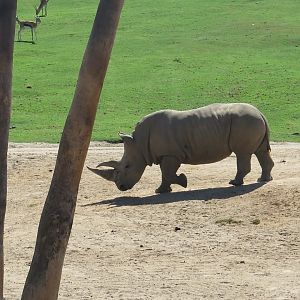 Southern White Rhino(8/23/2024)
