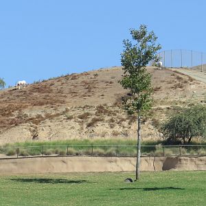 Scimitar Horned Oryx(8/23/2024)
