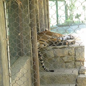 Sumatran Tiger(8/23/2024)