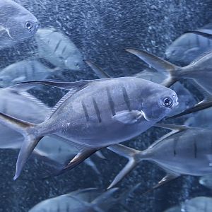 Palometa (Trachinotus goodei)