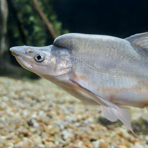 Humpback Chub (Gila cypha)