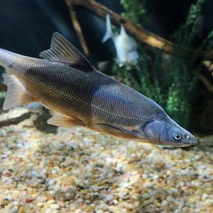 Bonytail Chub (Gila elegans)