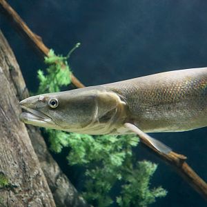 Colorado Pikeminnow (Ptychocheilus lucius)