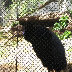 Grey Winged Trumpeter(8/23/2024)