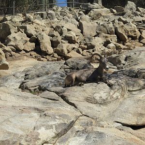 Desert Bighorn Sheep(8/23/2024)