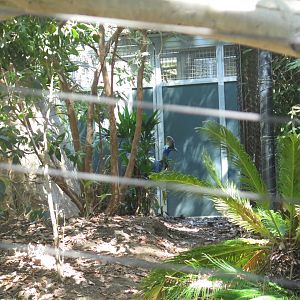 Southern Cassowary(8/23/2024)