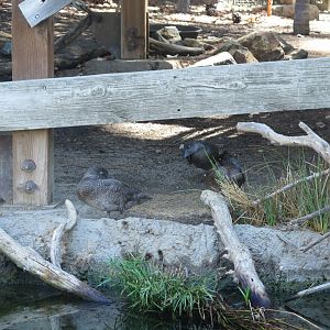 Freckled Ducks(8/23/2024)