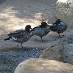 Australian Wood Ducks(8/23/2024)