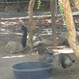 Magpie Goose, Australian Wood Duck(8/23/2024)
