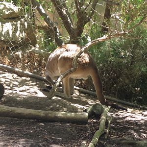 Grey Kangaroo