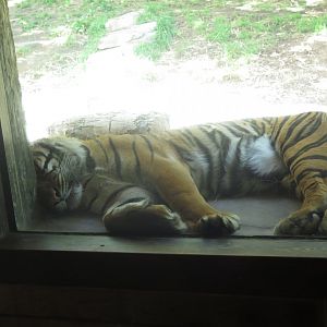 Sumatran Tiger(8/23/2024)