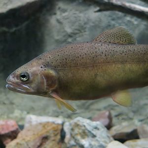 Gila Trout (Oncorhynchus gilae)
