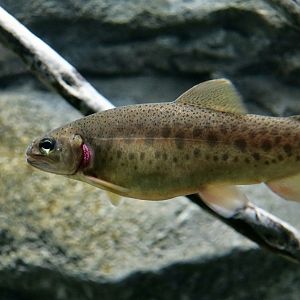 Apache Trout (Oncorhynchus apache)