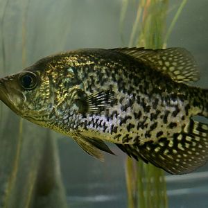 Black Crappie (Pomoxis nigromaculatus)