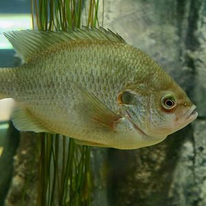 Green Sunfish (Lepomis cyanellus)
