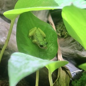 Starry Night Reed Frog (Heterixalus alboguttatus)